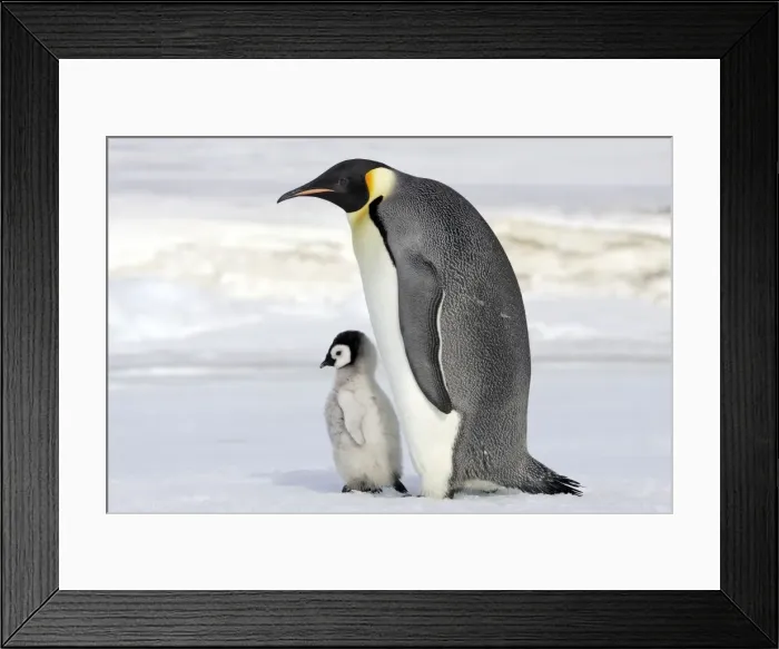 Framed Print : Emperor Penguin - adult with chick. Snow hill island - Antarctica Framed Print : Emperor Penguin - adult with chick. Snow hill island - Antarctica