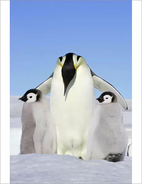 Emperor Penguin - adult and two chick. Snow hill island - Antarctica
