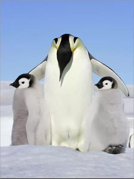 Emperor Penguin - adult and two chick. Snow hill island - Antarctica
