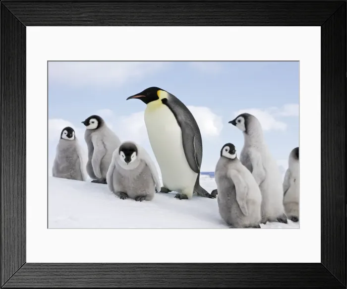 Framed Print : Emperor Penguin - adult with goup of chicks. Snow hill island - Antarctica Framed Print : Emperor Penguin - adult with goup of chicks. Snow hill island - Antarctica