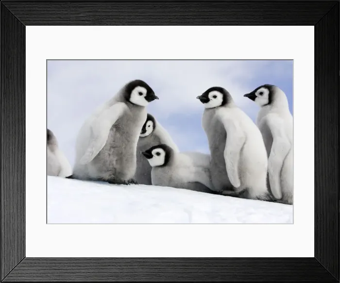 Framed Print : Emperor Penguin - group of chicks. Snow hill island - Antarctica Framed Print : Emperor Penguin - group of chicks. Snow hill island - Antarctica