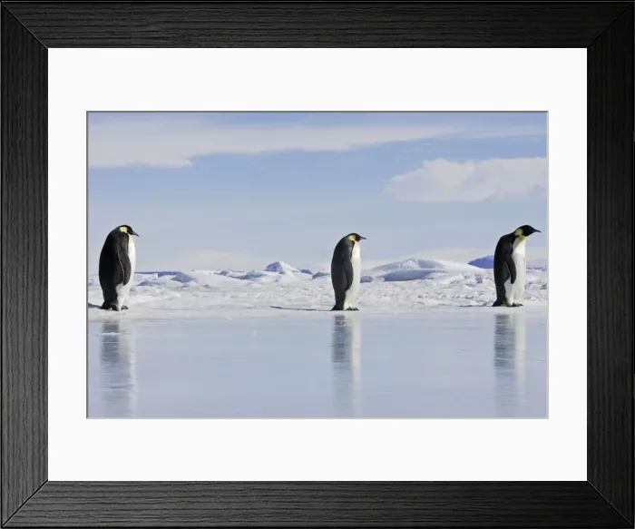 Framed Print : Emperor Penguin - three adults walking across ice. Snow hill island - Antarctica Framed Print : Emperor Penguin - three adults walking across ice. Snow hill island - Antarctica