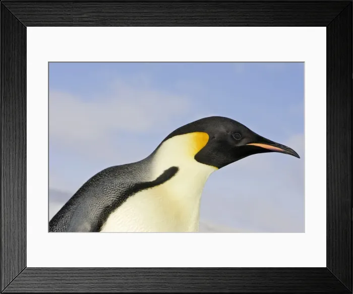 Framed Print : Emperor Penguin - close-up of head. Snow hill island - Antarctica