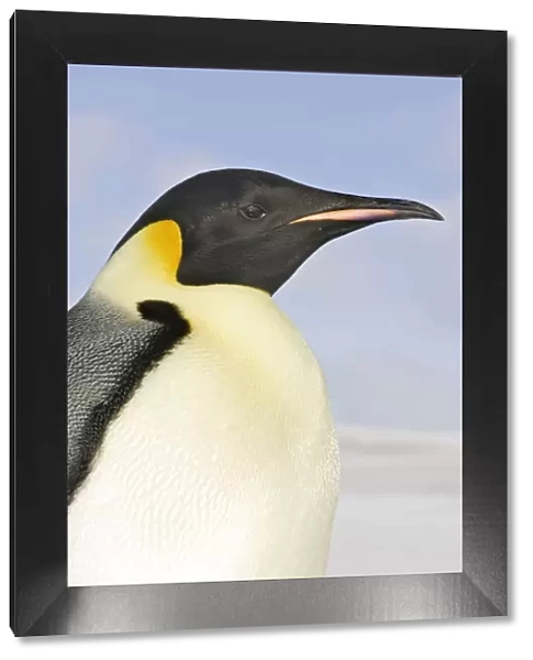 Emperor Penguin - close-up of head. Snow hill island - Antarctica