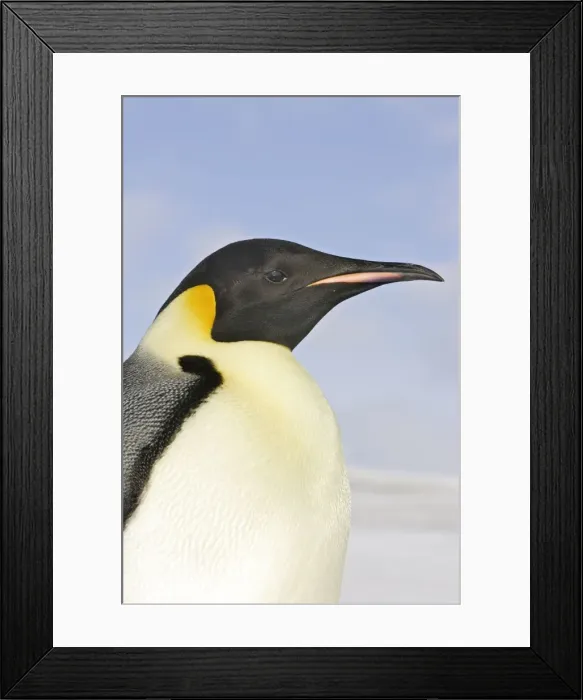 Framed Print : Emperor Penguin - close-up of head. Snow hill island - Antarctica Framed Print : Emperor Penguin - close-up of head. Snow hill island - Antarctica