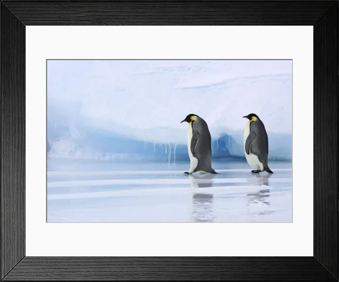 Framed Print : Emperor Penguin - two adults walking across ice. Snow hill island - Antarctica Framed Print : Emperor Penguin - two adults walking across ice. Snow hill island - Antarctica