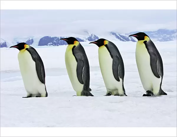 Emperor Penguin - four adults walking across ice. Snow hill island - Antarctica
