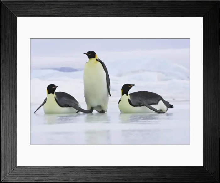 Framed Print : Emperor Penguin - three adults. Snow hill island - Antarctica Framed Print : Emperor Penguin - three adults. Snow hill island - Antarctica