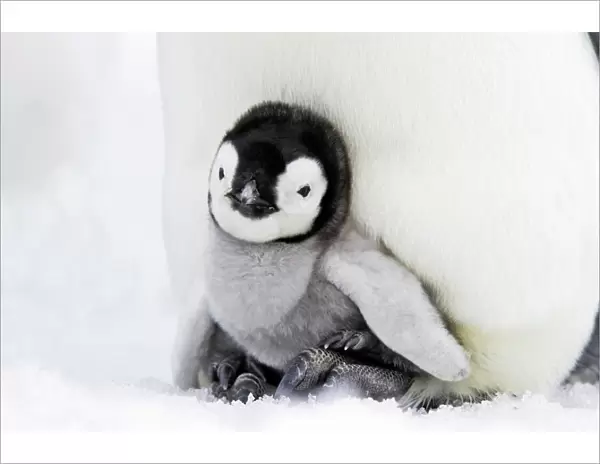 Emperor Penguin - chick sheltering on adult's feet. Snow hill island - Antarctica