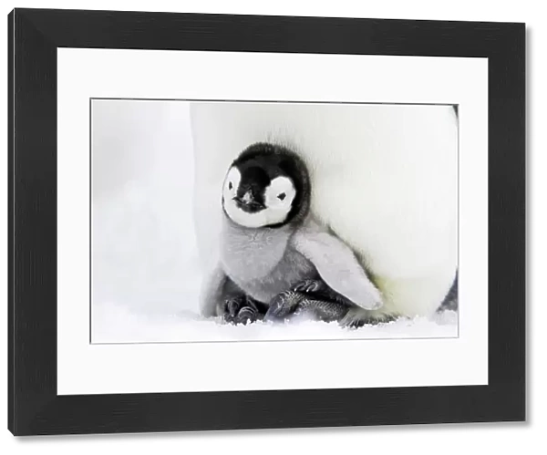 Emperor Penguin - chick sheltering on adult's feet. Snow hill island - Antarctica