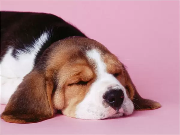 Beagle Dog - puppy