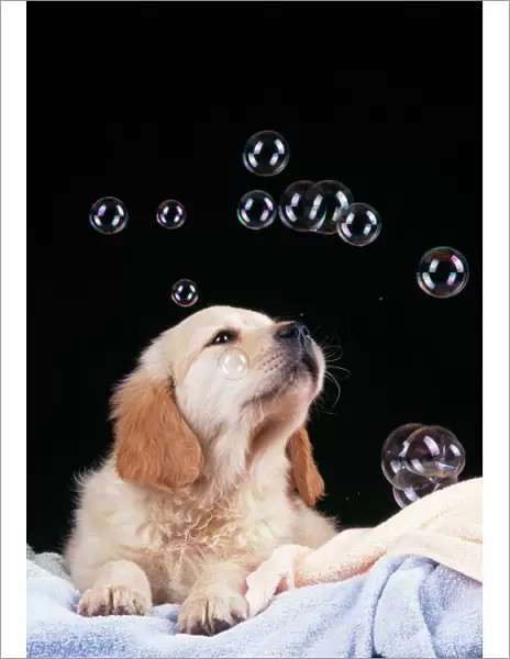 Dog Puppy with bubbles