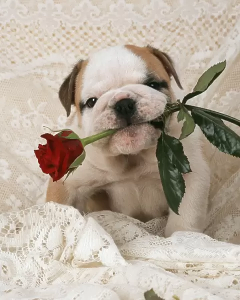 DOG - Bulldog puppy with rose in mouth
