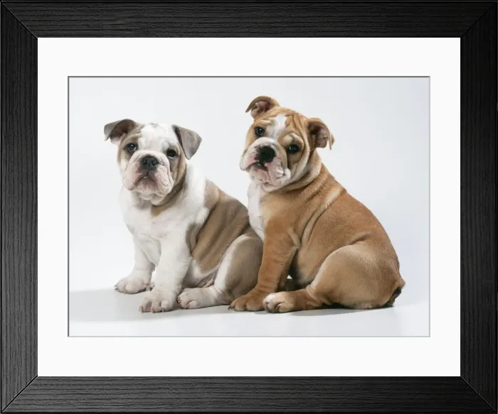 Framed Print : DOG - two Bulldog puppies, sitting, studio shot Framed Print : DOG - two Bulldog puppies, sitting, studio shot