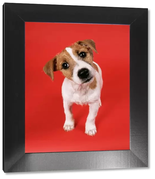 Jack Russell Terrier Dog Puppy
