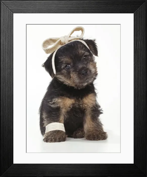 Framed Print : Norfolk Terrier Dog Puppy
