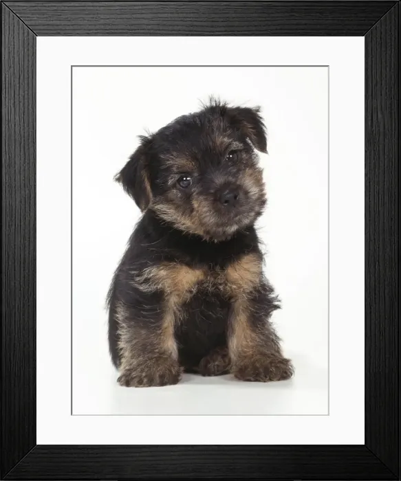 Framed Print : Norfolk Terrier Dog Puppy Framed Print : Norfolk Terrier Dog Puppy