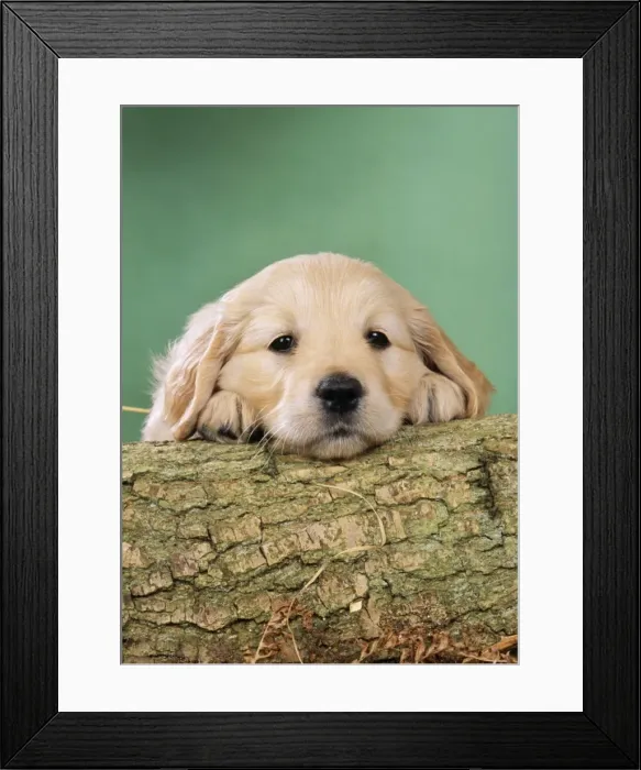 Framed Print : Golden Retriever Dog - Puppy with head on log Framed Print : Golden Retriever Dog - Puppy with head on log