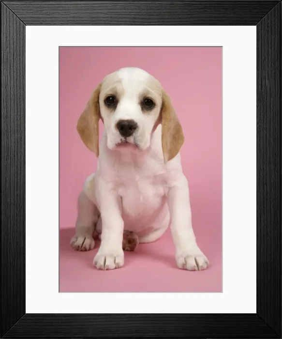Framed Print : Dog - Beagle Puppy sitting down Framed Print : Dog - Beagle Puppy sitting down