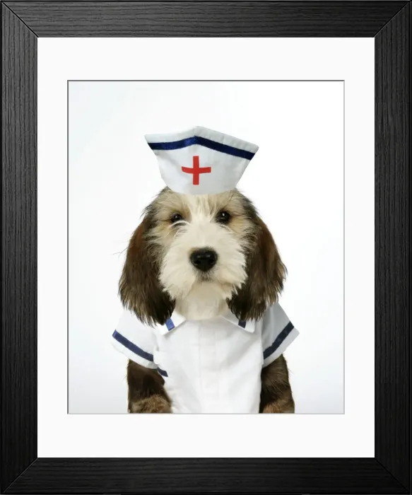 Framed Print : Dog - Petit Basset Griffon Vendeen puppy - 4 months old in nurse uniform Framed Print : Dog - Petit Basset Griffon Vendeen puppy - 4 months old in nurse uniform