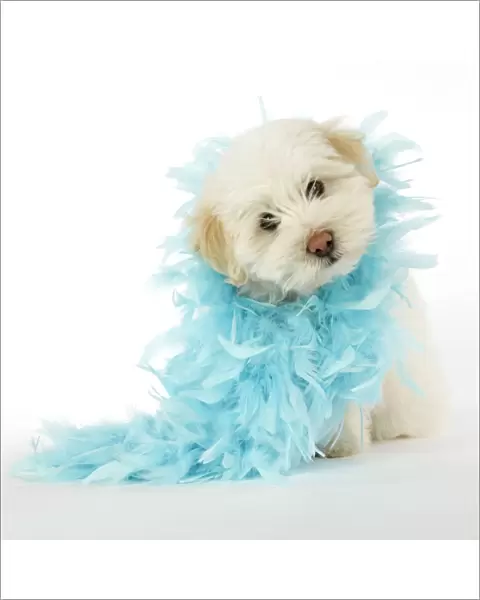 DOG. Coton de Tulear puppy ( 8 wks old ) wearing a feather boa