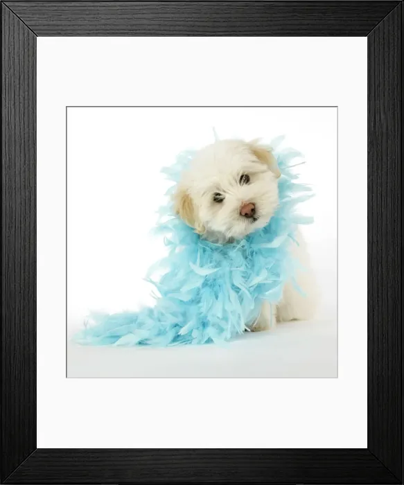 Framed Print : DOG. Coton de Tulear puppy ( 8 wks old ) wearing a feather boa