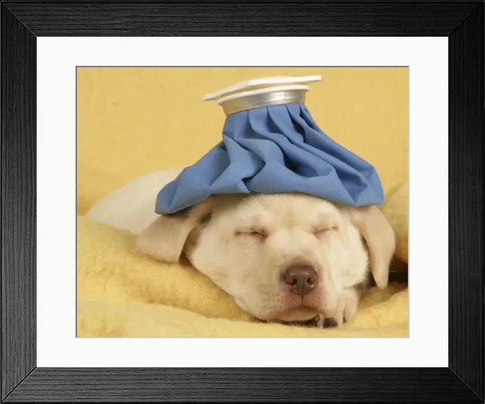 Framed Print : Dog - Puppy with ice bag on head Framed Print : Dog - Puppy with ice bag on head