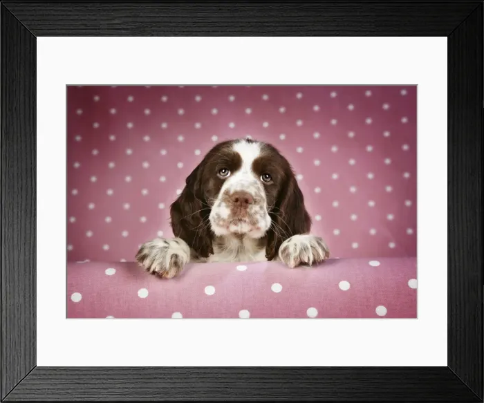 Framed Print : Springer Spaniel - puppy (approx 10 weeks old) with paws over ledge Framed Print : Springer Spaniel - puppy (approx 10 weeks old) with paws over ledge