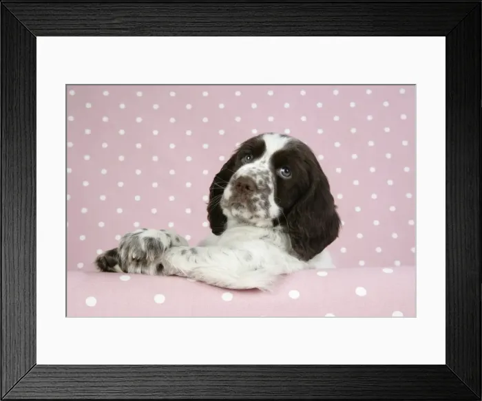 Framed Print : Dog - Springer Spaniel (approx 10 weeks old) with paws over ledge