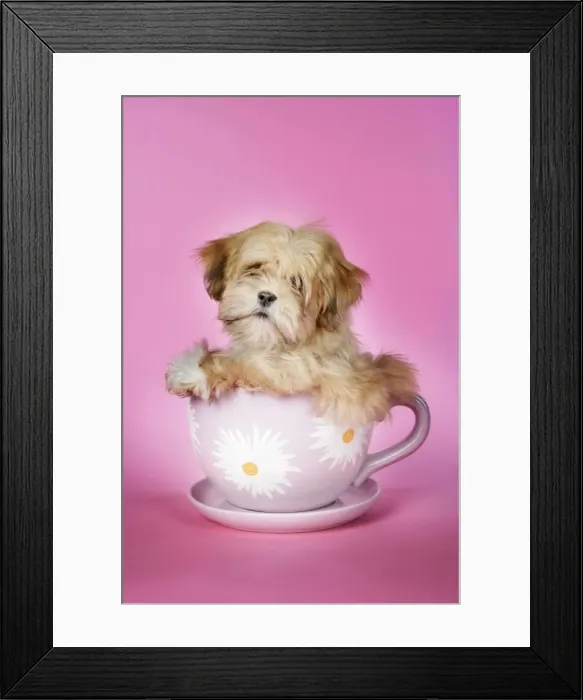 Framed Print : DOG - Lhasa Apso - 12 week old puppy in a big teacup Framed Print : DOG - Lhasa Apso - 12 week old puppy in a big teacup
