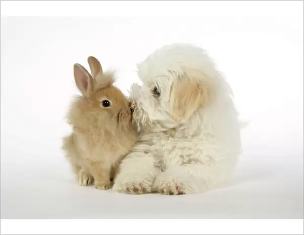 DOG & RABBIT. Coton de Tulear puppy ( 8 wks old ) kissing a lion head rabbit ( 6 wks old )