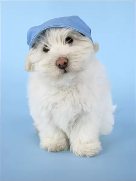 DOG. Coton de Tulear puppy (8 wks old ) wearing a blue hat
