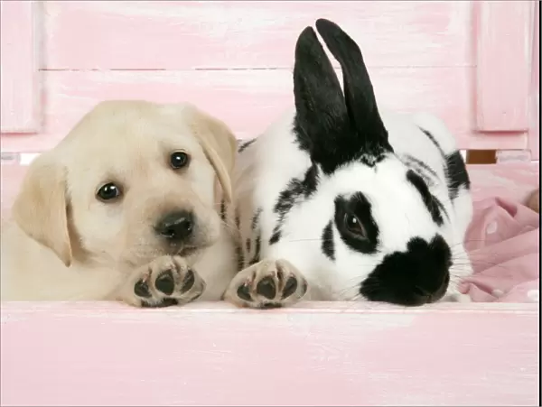 DOG. Labrador retriever puppy & English rabbit in a wooden box