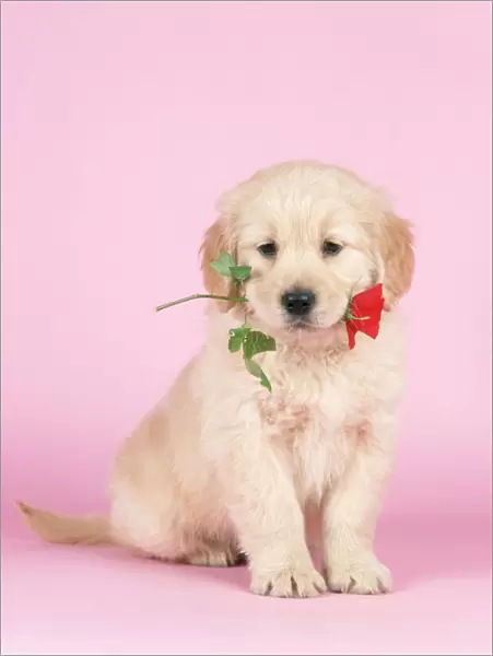 Golden Retriever Dog - puppy holding rose in mouth