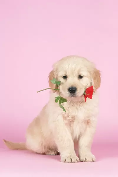 Golden Retriever Dog - puppy holding rose in mouth