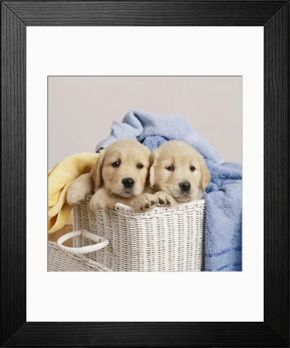 Framed Print : Golden Retriever Dogs Framed Print : Golden Retriever Dogs