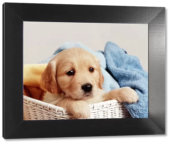 Golden Retriever - puppy in laundry basket, with towels