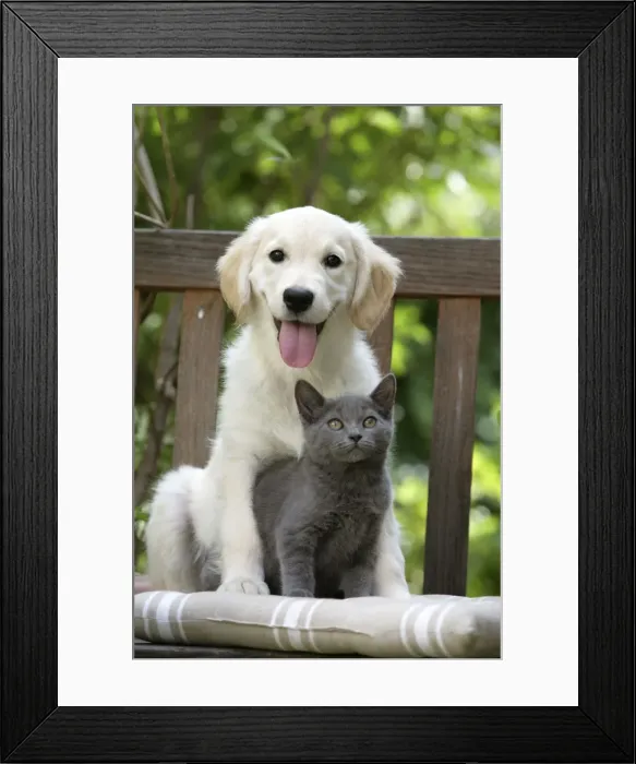 Framed Print : Dog - Retriever puppy sitting with grey kitten Framed Print : Dog - Retriever puppy sitting with grey kitten
