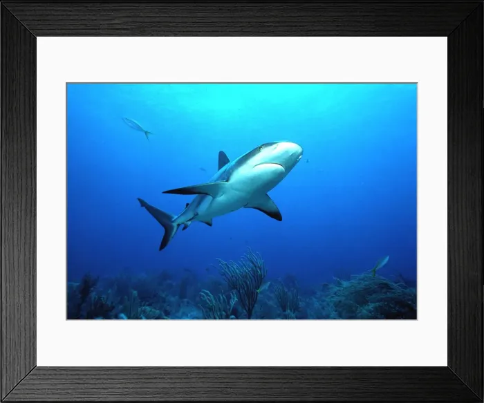 Framed Print : Caribbean Reef Shark Framed Print : Caribbean Reef Shark