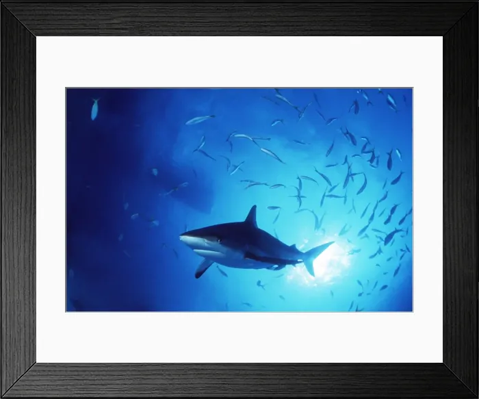 Framed Print : Grey Reef Shark Framed Print : Grey Reef Shark