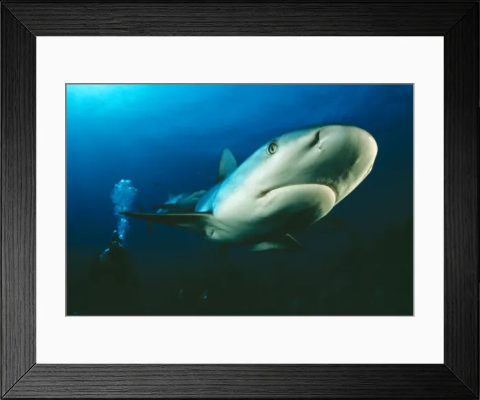 Framed Print : Caribbean Reef Shark Being filmed by diver (Ron Taylor) Framed Print : Caribbean Reef Shark Being filmed by diver (Ron Taylor)