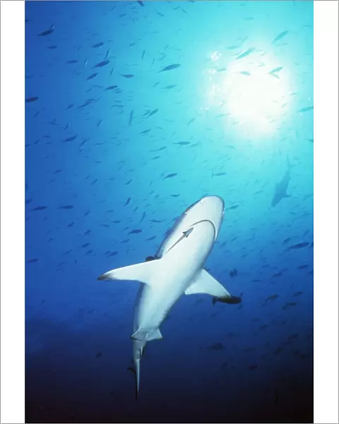 GREY REEF SHARK - underneath view