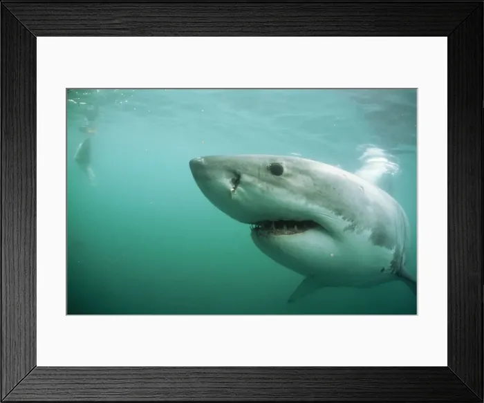 Framed Print : Great White Shark Gansbaai, South Africa Framed Print : Great White Shark Gansbaai, South Africa