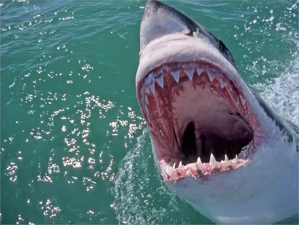 Great White Shark. With head out of water and mouth open. Dire Island Gansbaai South Africa