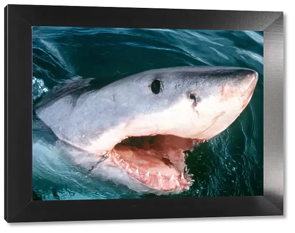 Great White  /  White  /  White Pointer SHARK - with open mouth