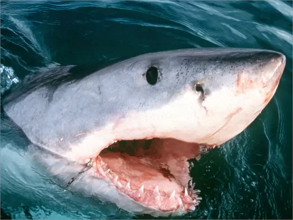 Great White  /  White  /  White Pointer SHARK - with open mouth
