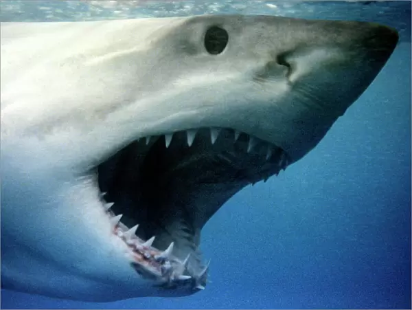 Great White Shark - With mouth wide open, South Australia