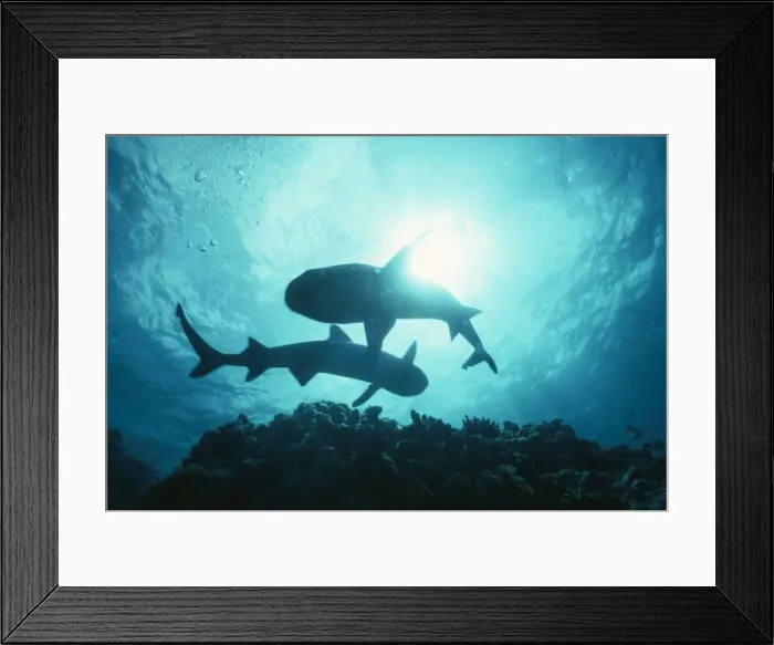 Framed Print : White Tip Reef Shark