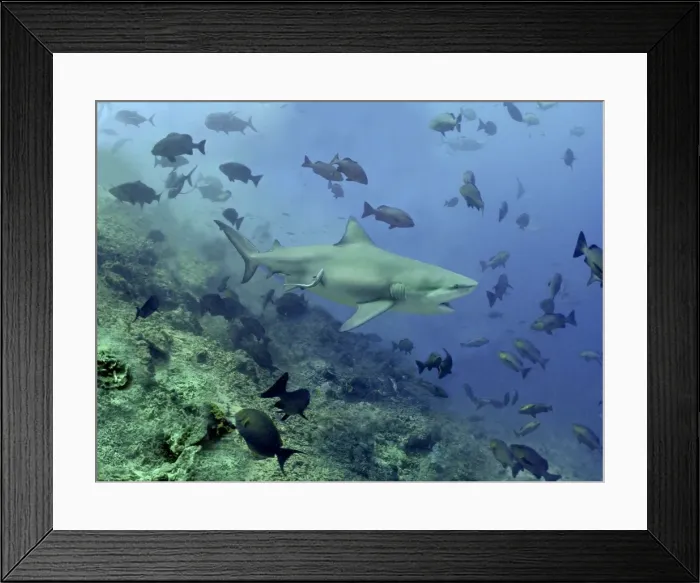 Framed Print : Bull shark - Swimming through fish. Very dangerous to man Shark Reef, Fiji Islands Framed Print : Bull shark - Swimming through fish. Very dangerous to man Shark Reef, Fiji Islands
