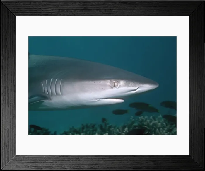 Framed Print : Galapagos Shark - These sharks are inquisitive and will swim close to divers. Lord Howe Island. Australia GAL-012 Framed Print : Galapagos Shark - These sharks are inquisitive and will swim close to divers. Lord Howe Island. Australia GAL-012